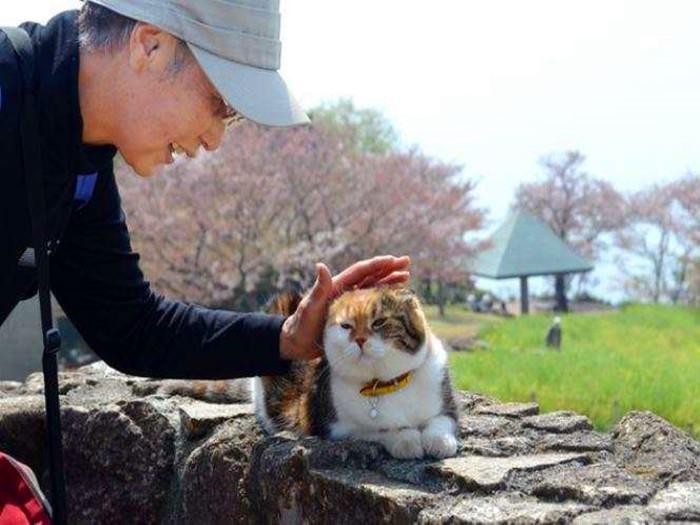 铲屎官带爱猫坚持爬山七年猫咪却日渐肥胖原是游客常半路喂猫