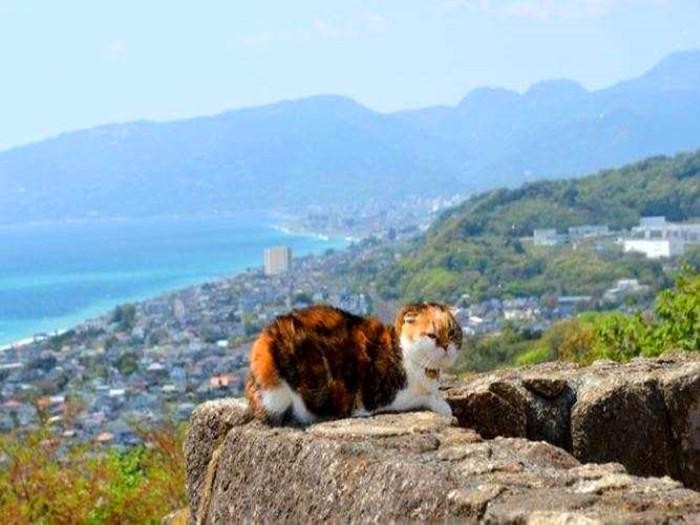 铲屎官带爱猫坚持爬山七年猫咪却日渐肥胖原是游客常半路喂猫