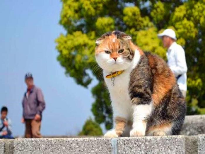 铲屎官带爱猫坚持爬山七年猫咪却日渐肥胖原是游客常半路喂猫