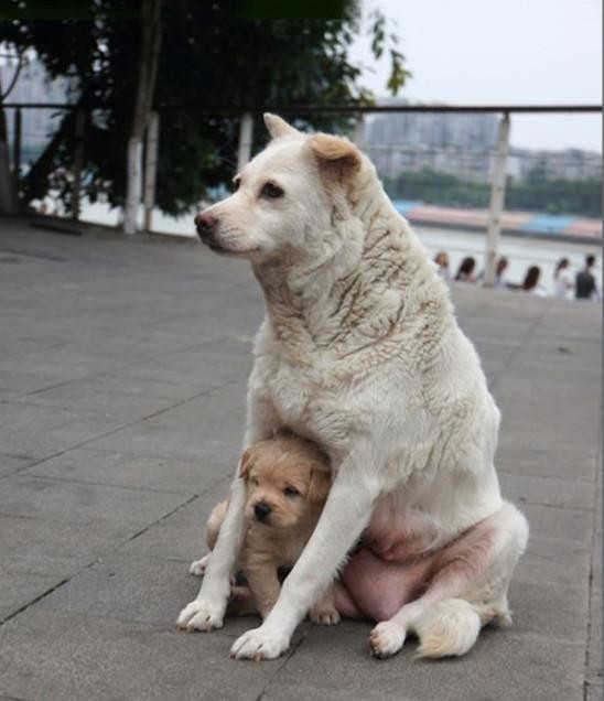 中华田园犬是最有灵性最通人性的狗狗没有之一你们觉得呢