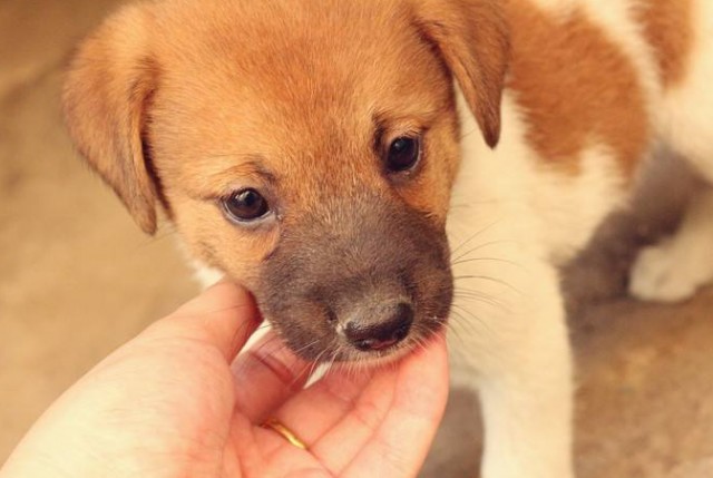 聊一聊中华田园犬以前的它和现在的它有什么变化很多人想知道