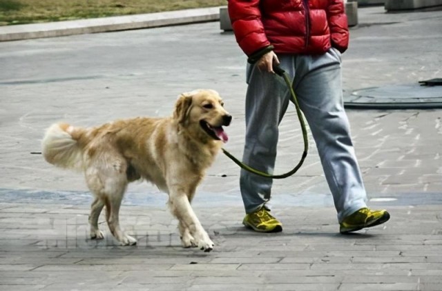 狗狗保护主人的几个行为如果有说明你没疼它