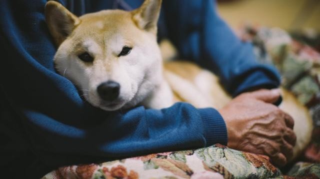 半夜被狗狗爬上床吓到！狗狗为什么喜欢跟主人一起睡